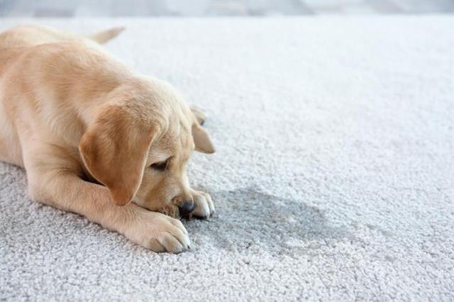 Preventing Pet Damage in Your Apartment Renterverse
